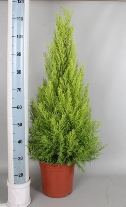 <h4>Cupressus macr. Goldcrest Wilma</h4>