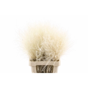 Dried Stypha Penata Natural(10 Toef) Bunch