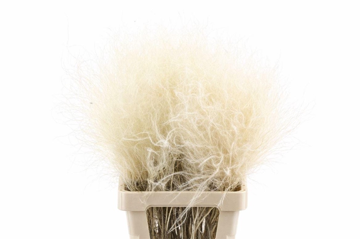 <h4>Dried Stypha Penata Natural(10 Toef) Bunch</h4>