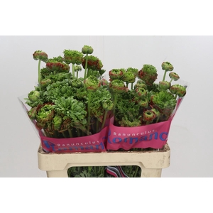 Ranunculus Romance Crown Bastille