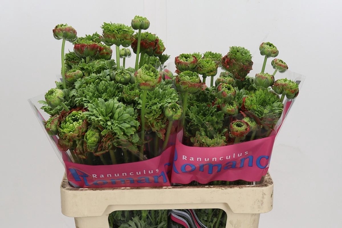 <h4>Ranunculus Romance Crown Bastille</h4>