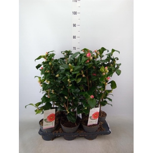 Camellia   ...mix 3