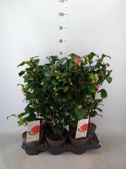 <h4>Camellia   ...mix 3</h4>