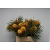Banksia Ericifolia