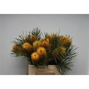 Banksia Colina