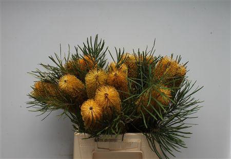 Banksia Ericifolia