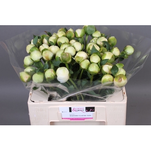 PAEONIA LACT. 'BRIDAL SHOWER' Italy