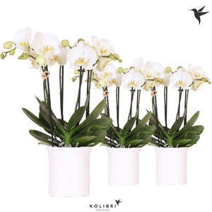 Kolibri Orchids Phalaenopsis Jewel Ghent 4 spike in Furrow pot white