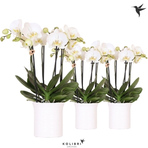 Kolibri Orchids Phalaenopsis Jewel Ghent 4 spike in Furrow pot white