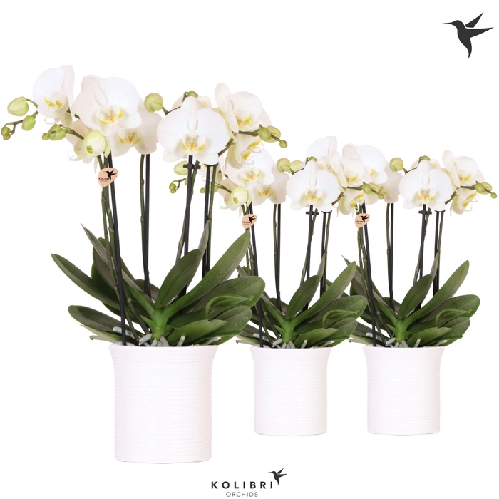 <h4>Kolibri Orchids Phalaenopsis Jewel Ghent 4 spike in Furrow pot white</h4>