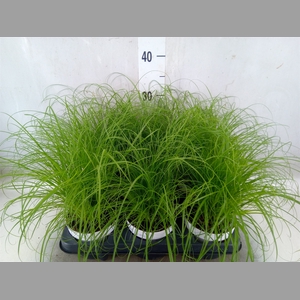 Cyperus alternifolius 'Zumula'
