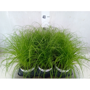 Cyperus alternifolius 'Zumula'