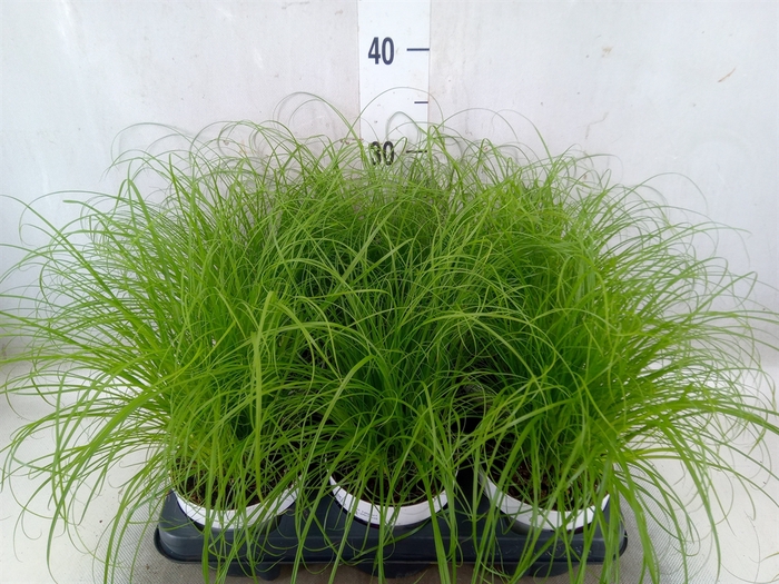 <h4>Cyperus alternifolius 'Zumula'</h4>