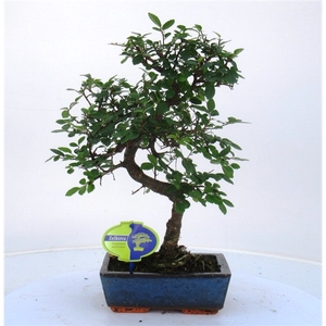 Zelkova parvifolia, 20cm., shape, without driptray