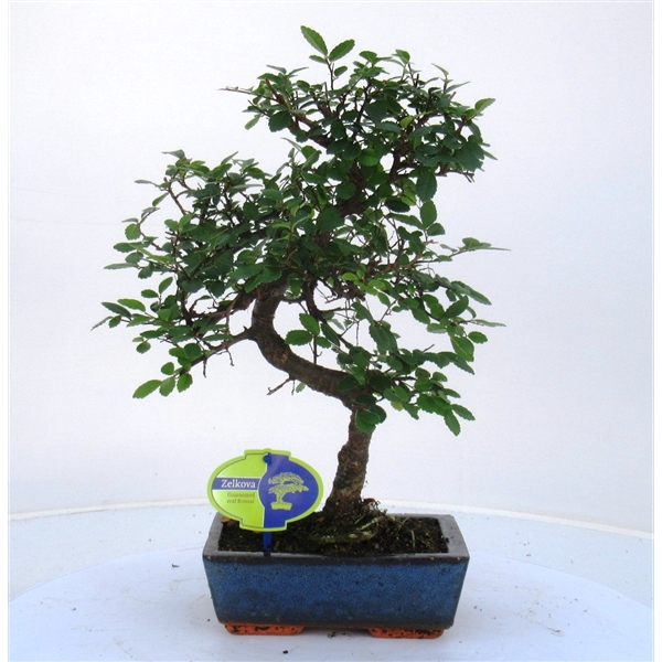 <h4>Zelkova parvifolia, 20cm., shape, without driptray</h4>