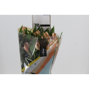 ALSTROEMERIA CANYON 070 CM