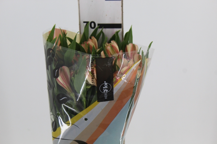 <h4>ALSTROEMERIA CANYON 070 CM</h4>