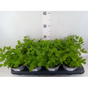 Mentha spicata