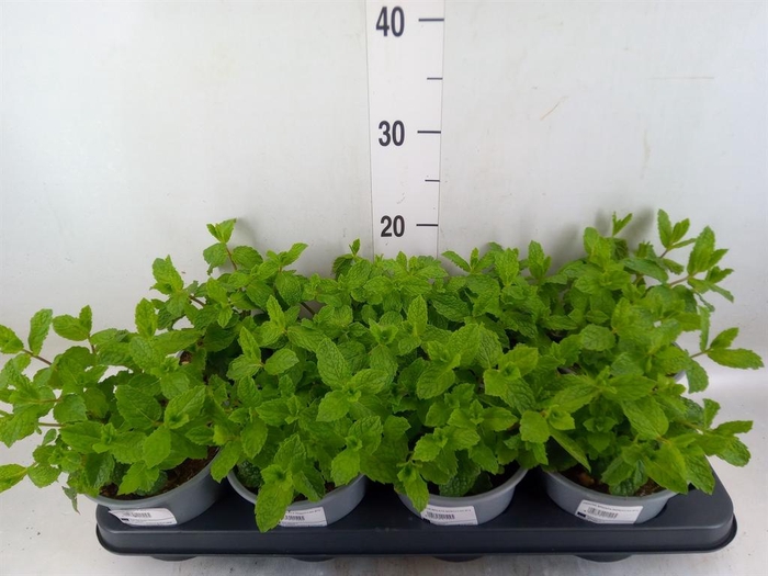 <h4>Mentha spicata</h4>