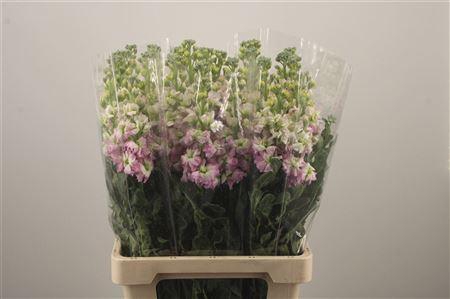 <h4>Matth Iron Artic Queen</h4>