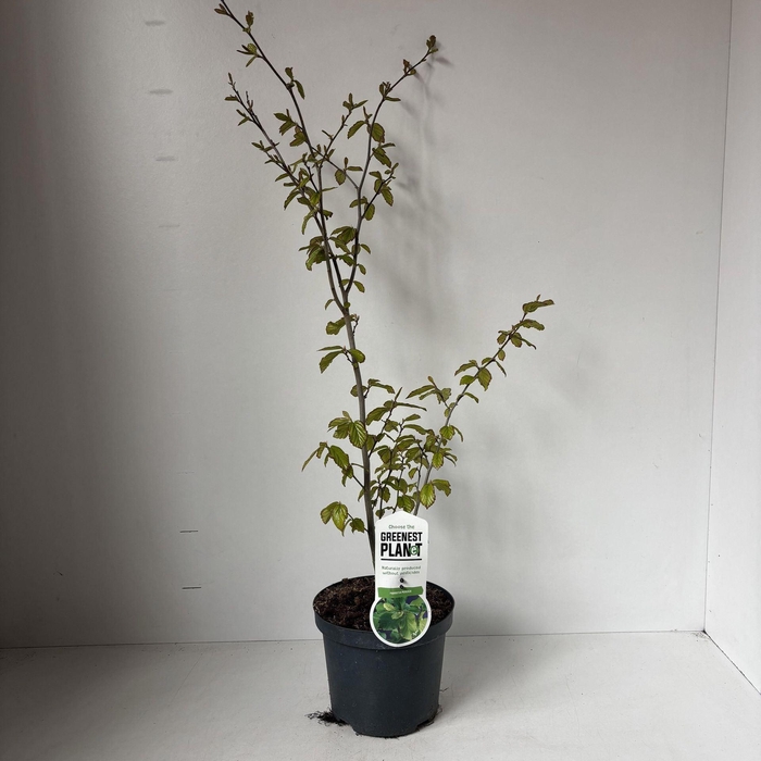 <h4>Parrotia persica</h4>