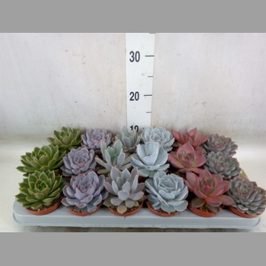 Echeveria   ...mix