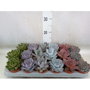 Echeveria   ...mix