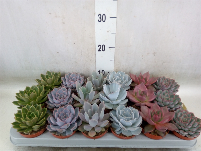 <h4>Echeveria   ...mix</h4>