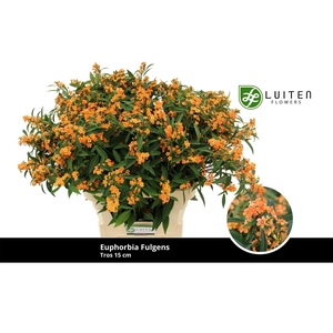 Euph Spray Sunstream Luiten