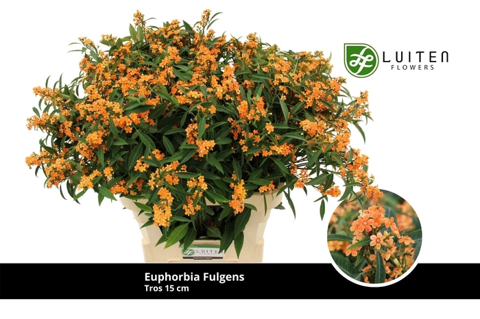 <h4>EUPH F T SUNSTREAM</h4>