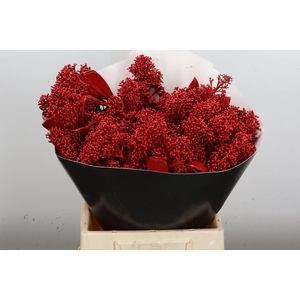 Skimmia Wx Rood