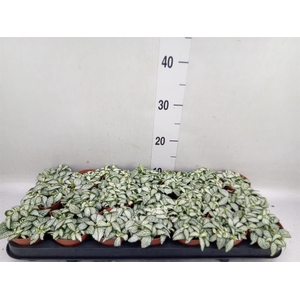 Fittonia  'Mosaic White Forest Fla'
