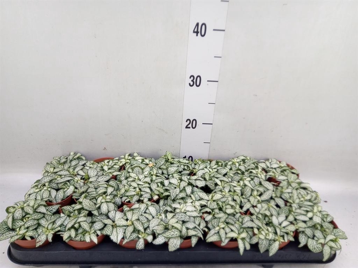 Fittonia  'Mosaic White Forest Fla'