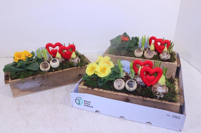 <h4>ARR TUINPLANTEN</h4>