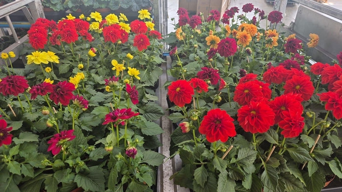 <h4>DAHLIA ROYAL GEM</h4>