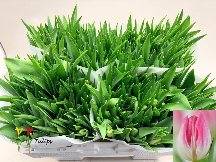 <h4>TU EN FIRST CLASS</h4>