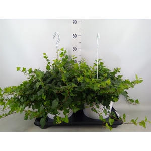 Hedera helix 'Wonder'