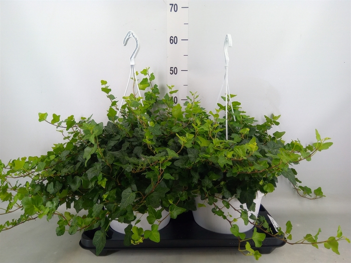 <h4>Hedera helix 'Wonder'</h4>