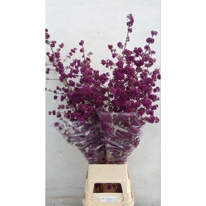 CALLICARPA BOD PROFU