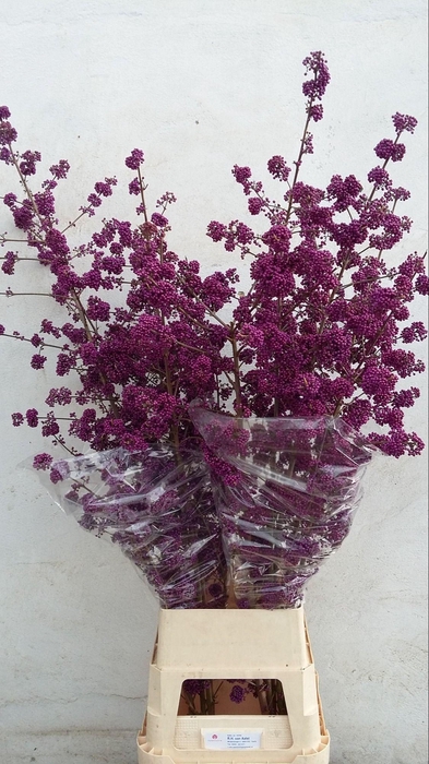 <h4>CALLICARPA BOD PROFU</h4>
