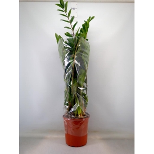 Zamioculcas zamiifolia