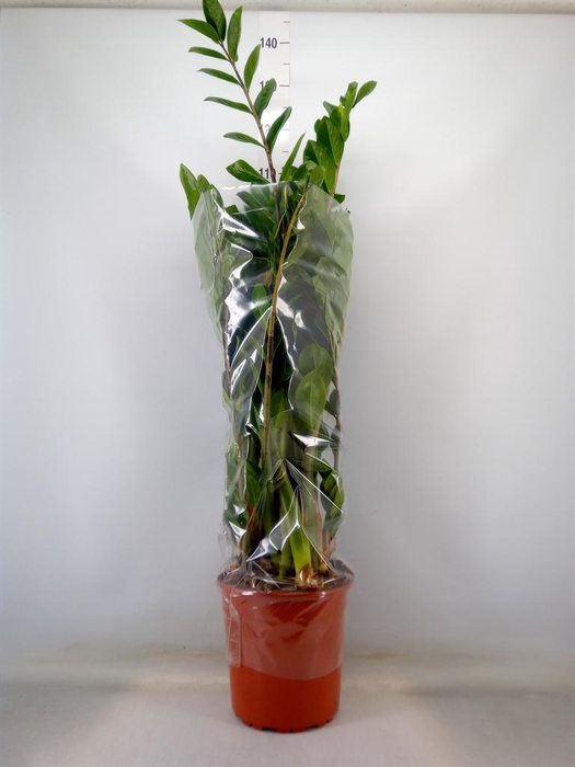 <h4>Zamioculcas zamiifolia</h4>