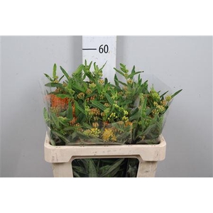 Ascl Tuberosa