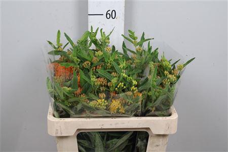 <h4>Ascl Tuberosa</h4>