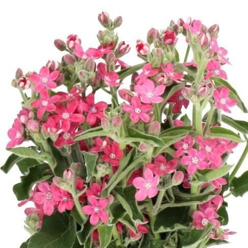 <h4>Oxy Co Br Diana (pink)</h4>