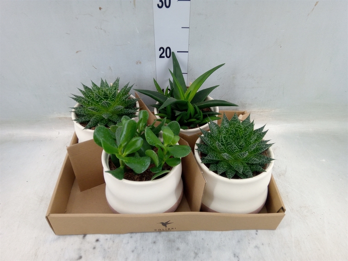 <h4>Succulents   ...mix 3</h4>