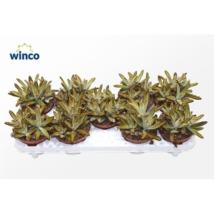 Kalanchoe Tomentosa Golden Girl