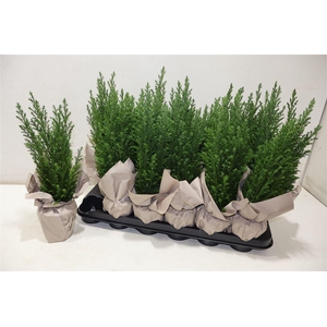 arr8 Cham L Ellwoodii