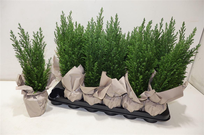 <h4>arr8 Cham L Ellwoodii</h4>