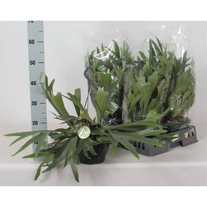 Platycerium Bifurcatum 21Ø 40cm